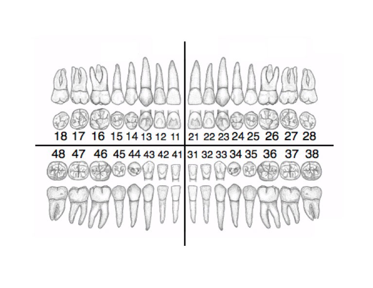 Visualiser l’ensemble de la dentition avec un odontogramme