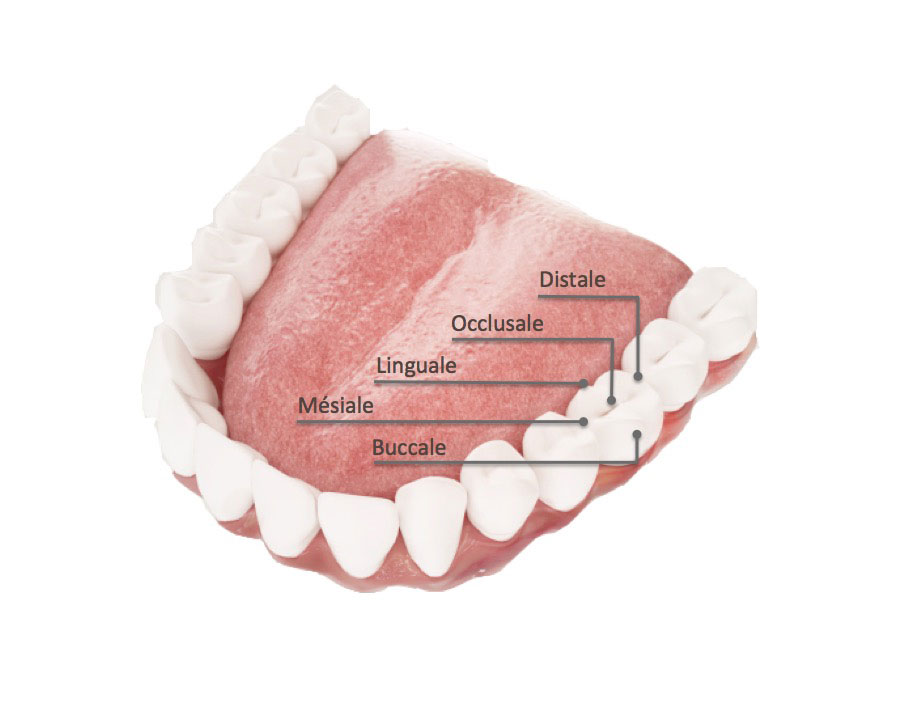 Identification des surfaces de vos dents cdocteur Dominic Pontbriand